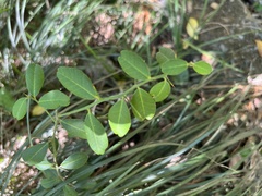 Atalantia buxifolia, photograph (c) 謝麗霦, some rights reserved (CC BY)