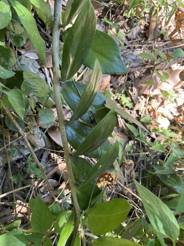 Tarlmounia elliptica