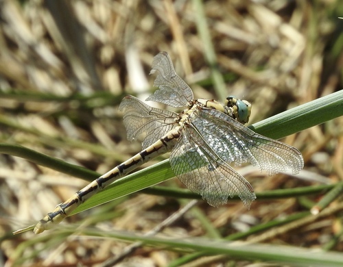 Great Basin Snaketail
