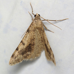 Digrammia pictipennata