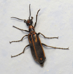Pyrota insulata