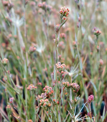Bupleurum tenuissimum