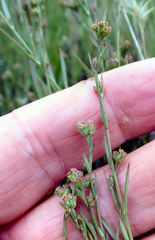 Bupleurum tenuissimum