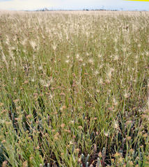 Bupleurum tenuissimum