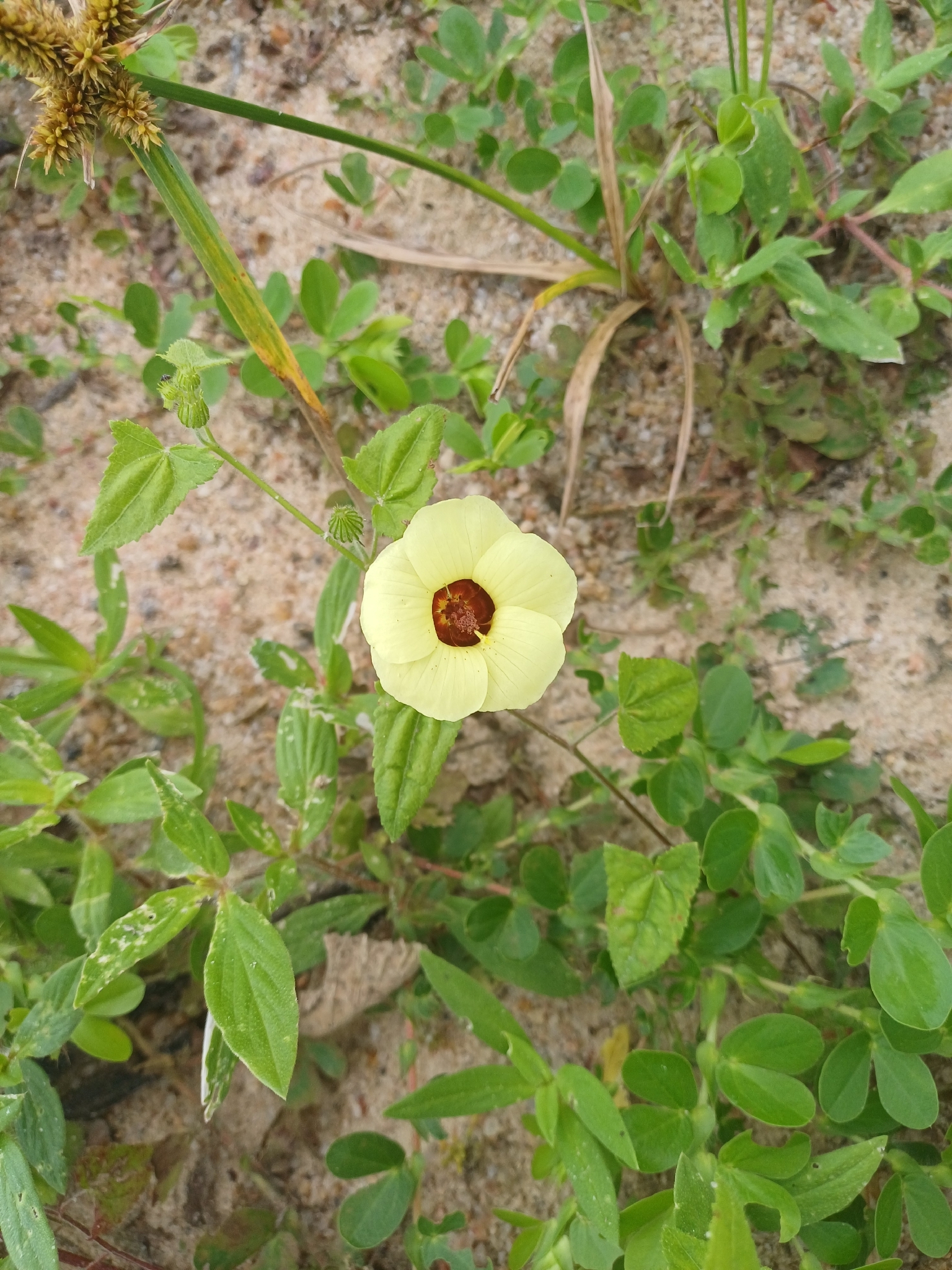 Pavonia cancellata