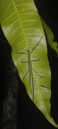 Necroscia ingenua