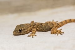 Tarentola mauritanica