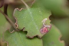 Zapyrastra calliphana