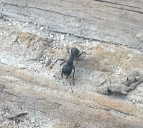 iNaturalist observation photo of Andre's Harvester Ant