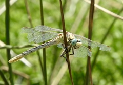 Ophiogomphus morrisoni