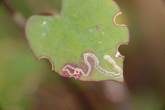 Zapyrastra calliphana