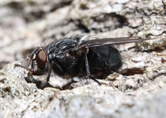 Calliphora livida