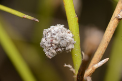 Aceria carmichaeliae