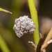 Aceria carmichaeliae - Photo (c) Jon Sullivan, algunos derechos reservados (CC BY), subido por Jon Sullivan