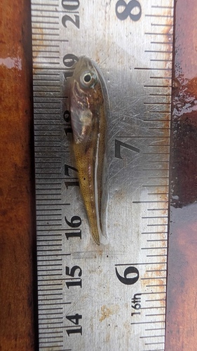 Atlantic Cod