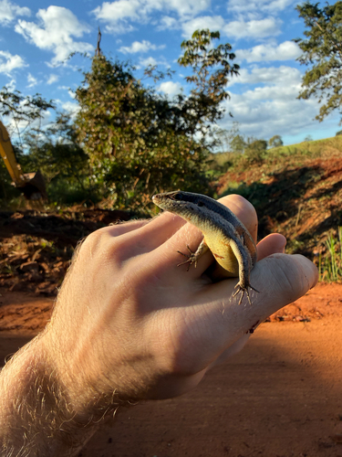 South American Spotted Skink