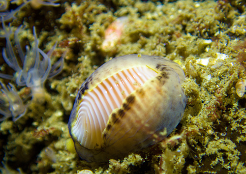 Northern cowrie