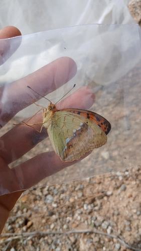 Pallas's Fritillary