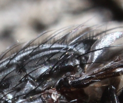 Calliphora livida