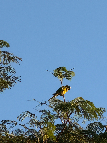 Peach-fronted Parakeet