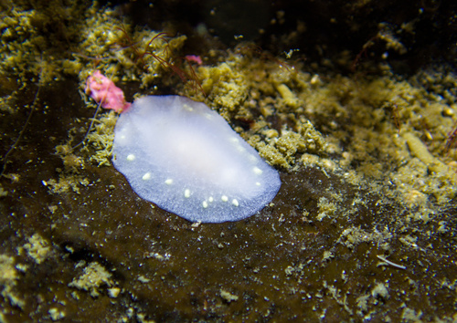 White Atlantic Cadlina