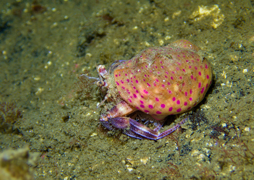 Prideaux's Hermit Crab