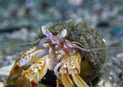 Common Hermit Crab