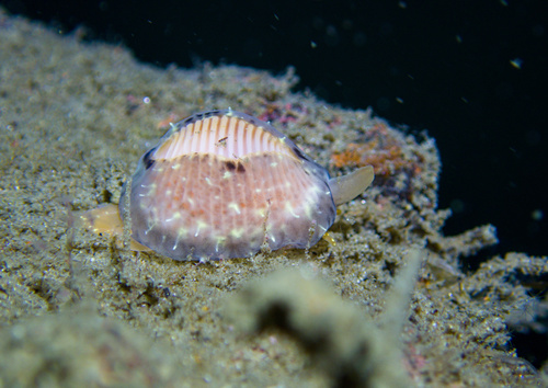 Northern cowrie