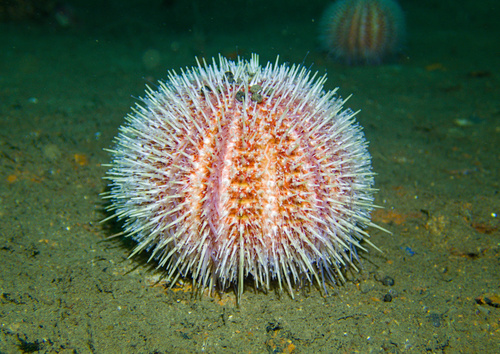 European Edible Sea Urchin