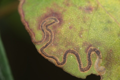 Zapyrastra calliphana