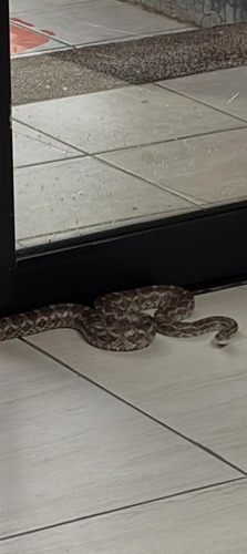 Great Plains Ratsnake