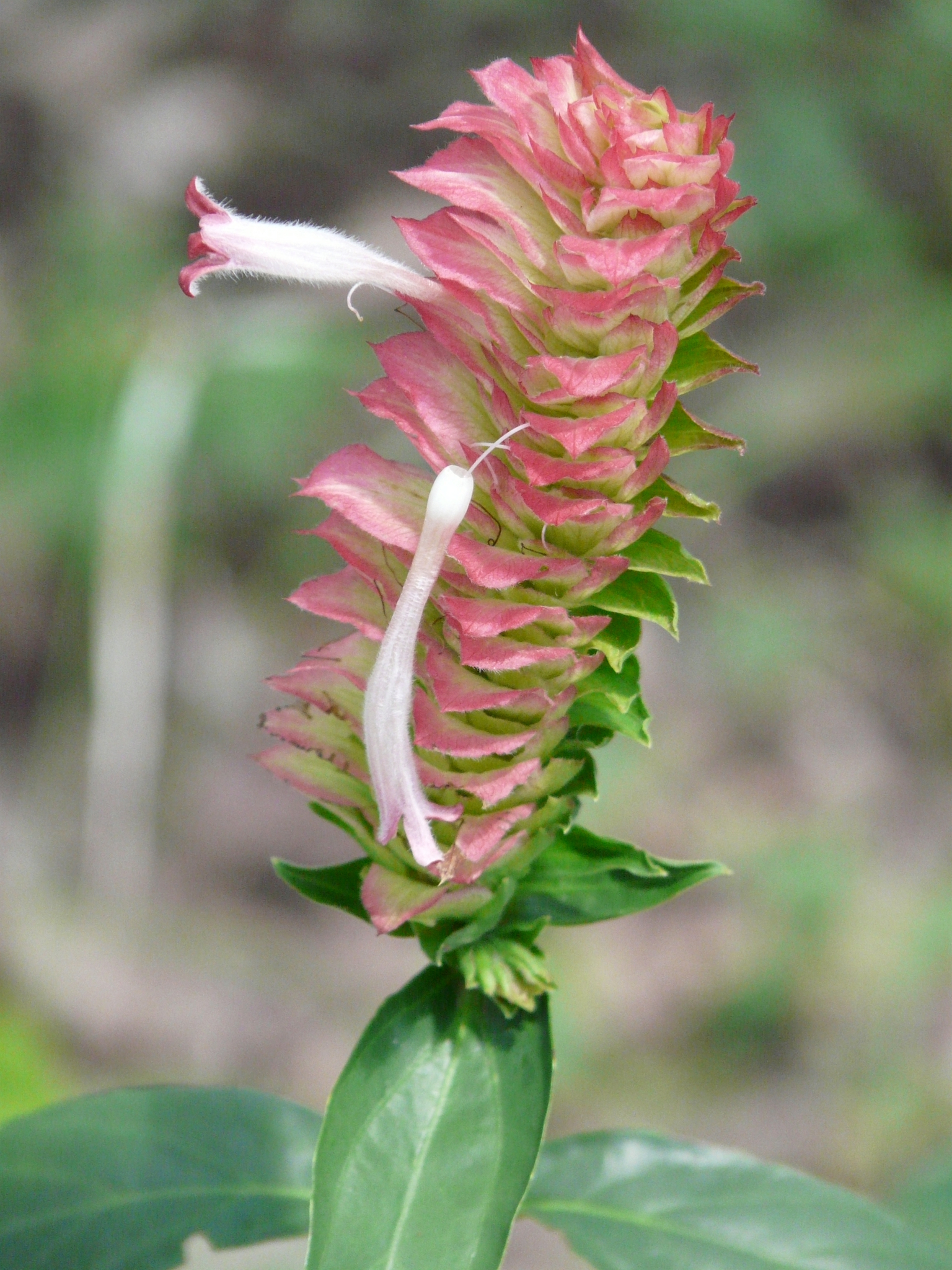 Lepidagathis sessilifolia