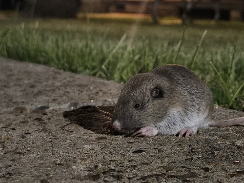 Northern Pocket Gopher