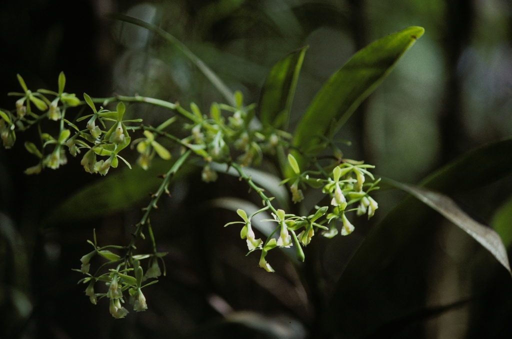 Epidendrum densiflorum