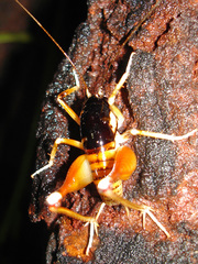 Lutosinae