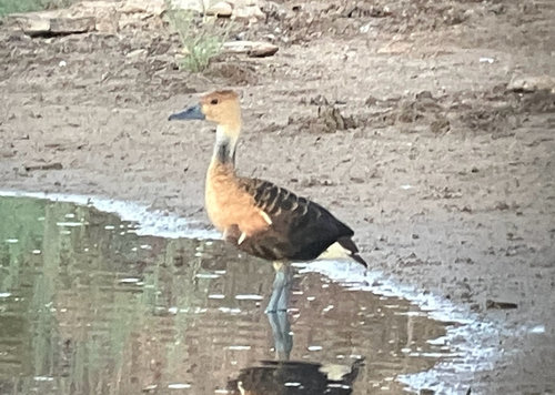 iNaturalist image