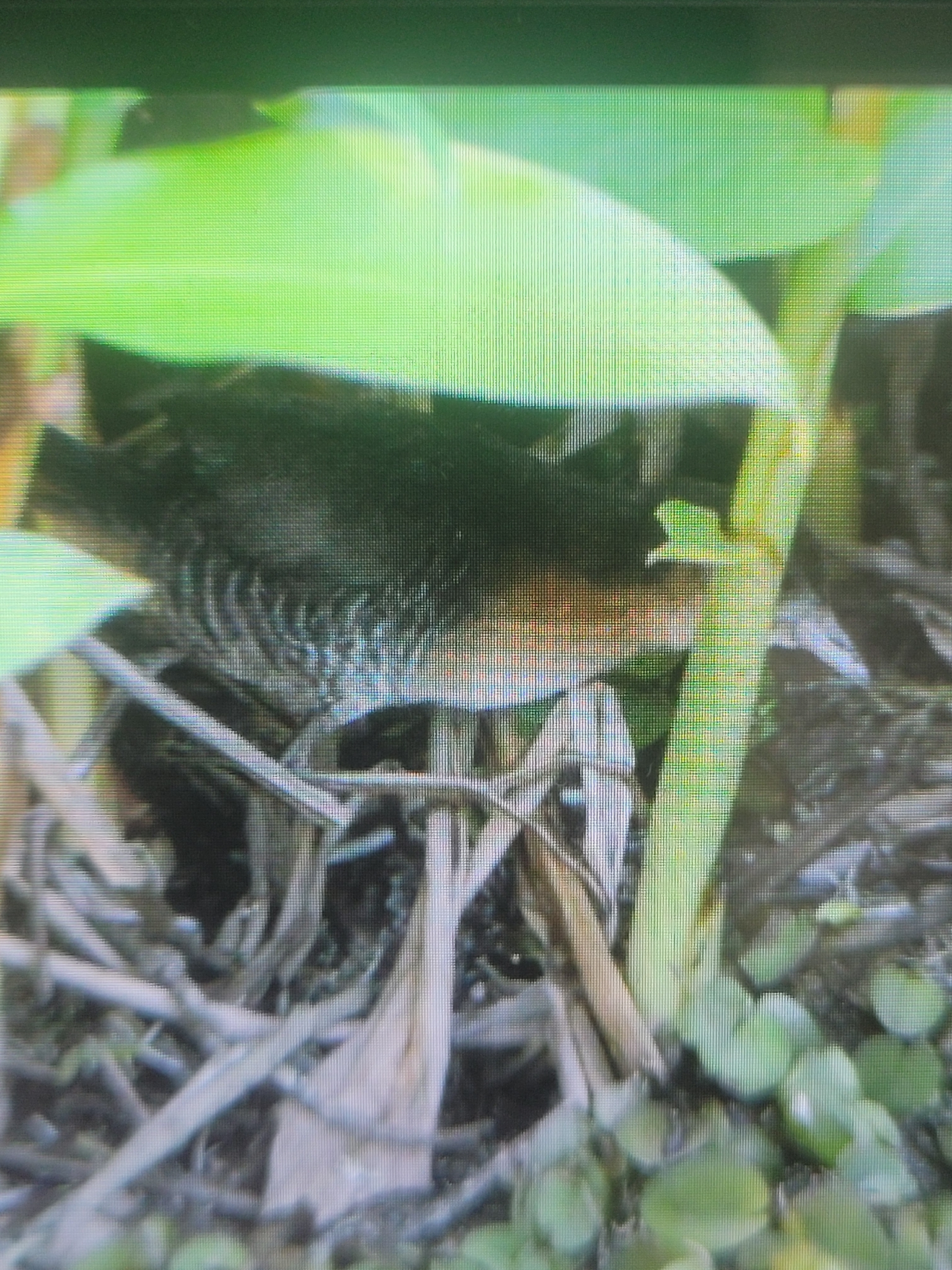Rufous-sided Crake (Laterallus melanophaius), photo 7