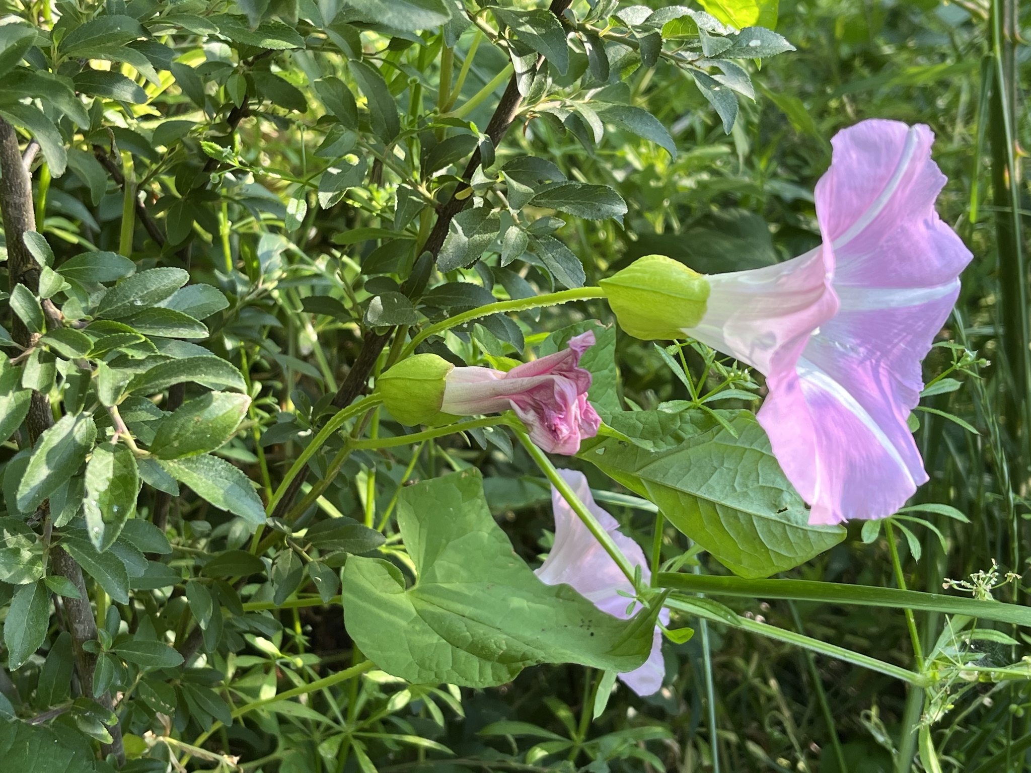 Hairy bindweed