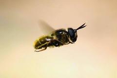 Callicera aenea