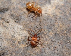 Ceophyllus monilis