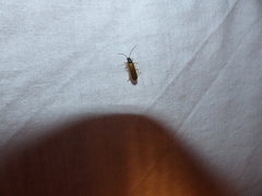 Rhagonycha lignosa