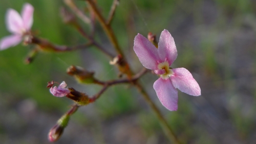 Stylidium paniculatum thumbnail