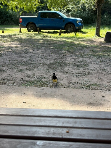Plush-crested Jay