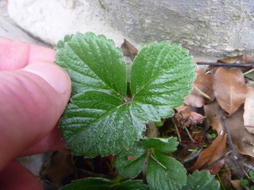 Beach Strawberry seedling