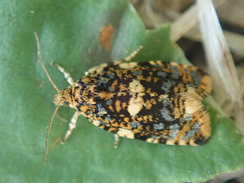 Syricoris astrana