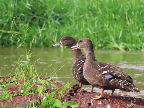 iNaturalist image