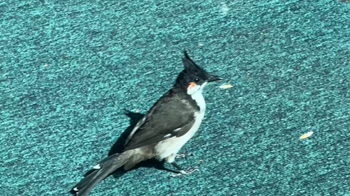 Red-whiskered Bulbul