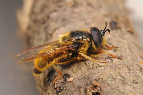 Callicera aenea