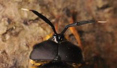 Callicera aenea