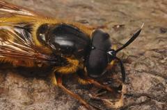 Callicera aenea